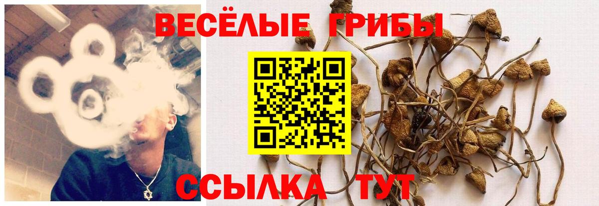 Тосно  Галлюциногенные грибы Magic Shrooms  Вход с VPN  Псилоцибиновые грибы GOLDEN TEACHER 